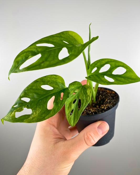 Love or Vodka in Clashing Places